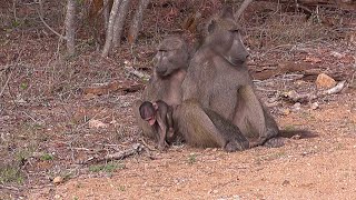 SOUTH AFRICA Chacma Baboon (Kruger national park)