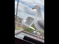 day 64 of feeding my pet seagull to gain his trust