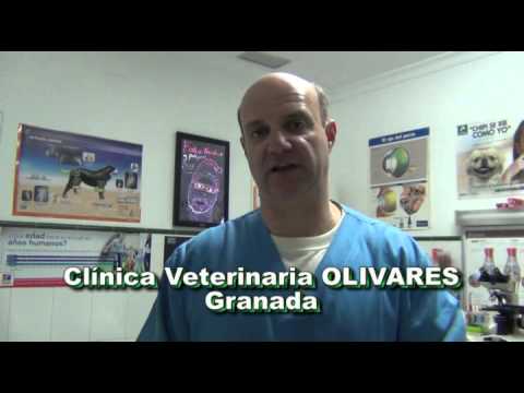 Video: Defecto Cardíaco Congénito (estenosis Pulmonar) En Perros
