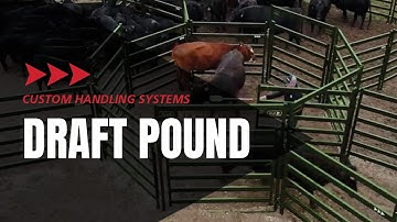 Cattle Sorting | The Easier, Faster, Safer, Better Way To Sort Cattle | Showcase