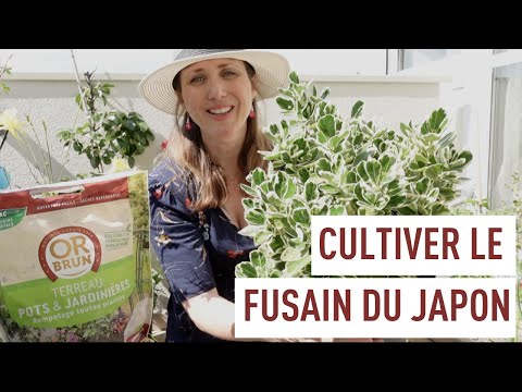 Vidéo: Prendre soin des arbustes Golden Euonymus - Comment cultiver Golden Euonymus