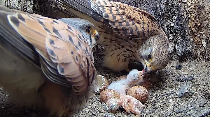 Kestrel Athenas 1st Chicks Hatch & Partner Apollo ...