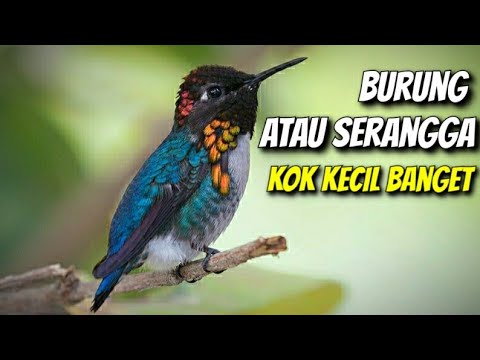 Video: Burung kolibri, burung. Burung terkecil di dunia: deskripsi, foto, dan harga