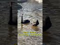 Ankara Kuğulu Park:Black Swans #siyahkuğu #göl #huzur #blackswan #naturevideo #lake #peaceful#ankara