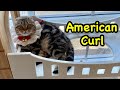 American Curl Cat || Cute Cat Video ~ แมวอเมริกันเคิร์ล