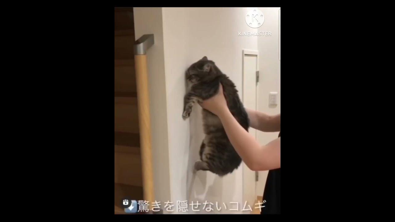 НЕ ОДНА КОШКА НЕ ПОСТРАДАЛА, МАМОЙ КЛЯНУСЬ #кокоа #комару #комуги #cat ...
