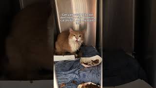 Download Lagu Thank you for helping me keep this mission alive❤️ #shelter #cat #rescueefforts MP3 Download Lagu Thank you for helping me keep this mission alive❤️ #shelter #cat #rescueefforts MP3