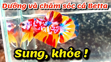 Bí quyết dưỡng và chăm sóc Cá Betta Sung Khoẻ [ Thanh Hải Betta ]