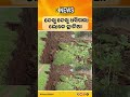 ଭଦ୍ରକ ଚାନ୍ଦବାଲିରେ ବୈତରଣୀ ନଦୀ ବନ୍ଧ ଧସିଲା। ଦୋହରାରୁ ସାଠିବାଙ୍କୁଡ଼ା ମଧ୍ୟରେ ୨୦୦ ଫୁଟ୍ ସୁରକ୍ଷା ବନ୍ଧ ବିପଦରେ।
