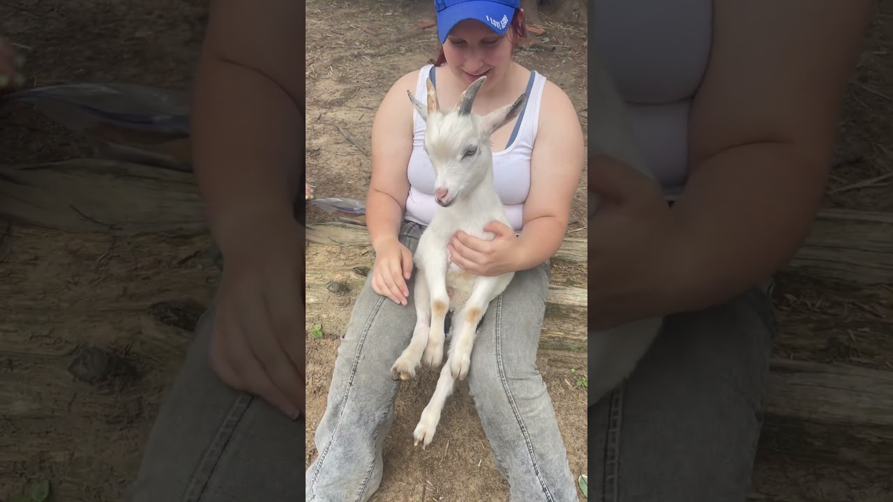 This is what happens after you band a goat￼￼🤣🤣 it’s just funny 😂