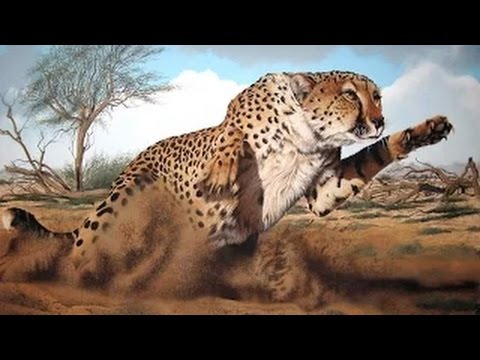 Cheetahs Fast Track To Freedom Cheetah, Max Speed Power, Nat Geo WILD