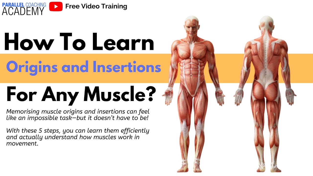 Muscle Orgin Example How to Learn Origins and Insertions for Any Muscle - YouTube