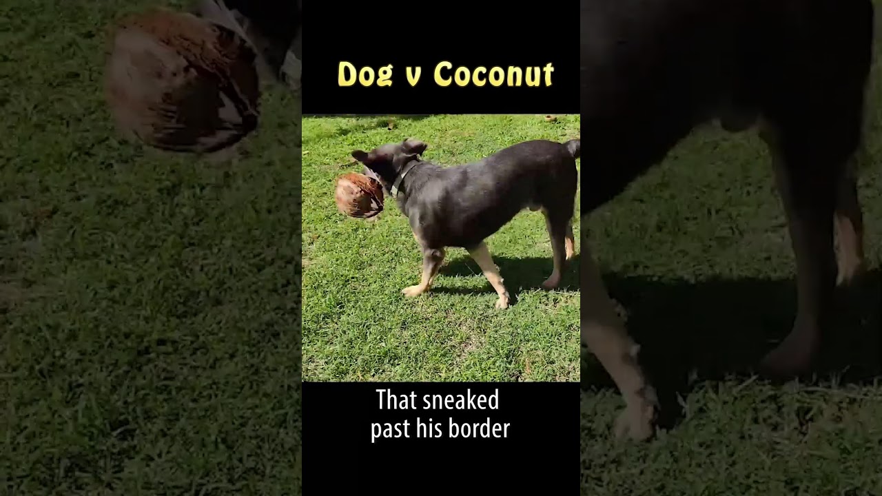 Cute dog playing with coconut #shorts #dog #limerick
