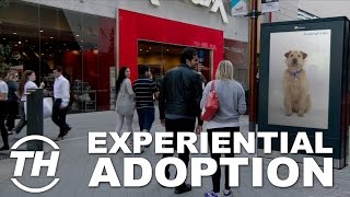 Top 4 Pet Adoption Initiatives | Experiential Adoption