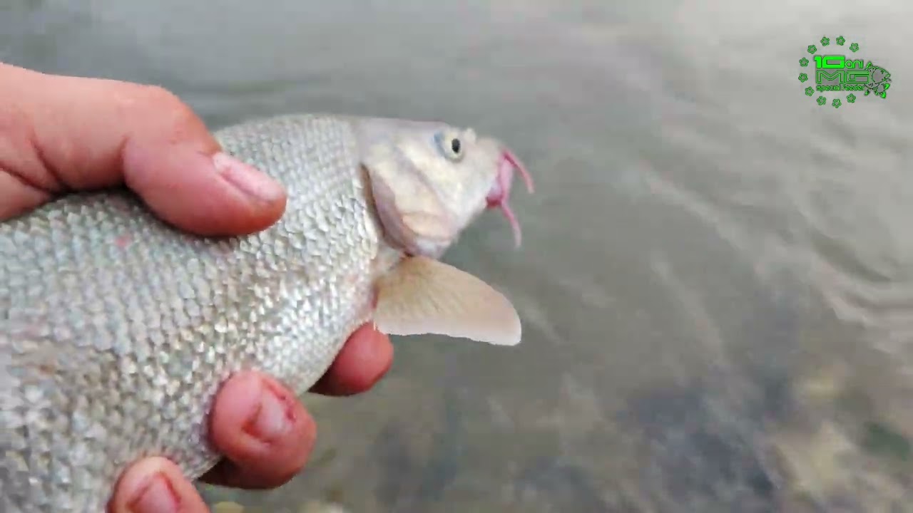 Pescuit MREANA si SCOBAR pe Raul BEGA in Oras cu FEEDERUL