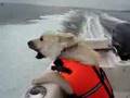 Norwegian Buhund の動画、YouTube動画。