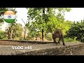 Agra les singes sont fous  inde vlog 45