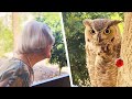 Señora de 98 años cree que el búho que la visita es su añorado esposo 🦉❤️