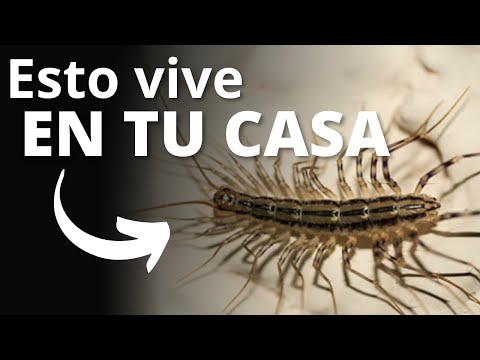 Video: Puas scutigera coleoptrata txaus ntshai?