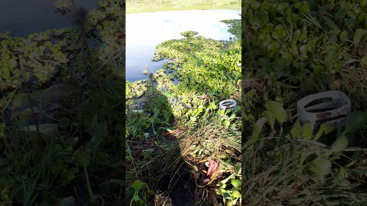 Mancing mujair besar - YouTube