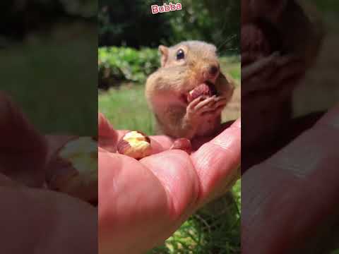 Bubba and all of his chipmunk friends wanted to wish a Happy Birthday to Brynne, Fill the cheeks ple