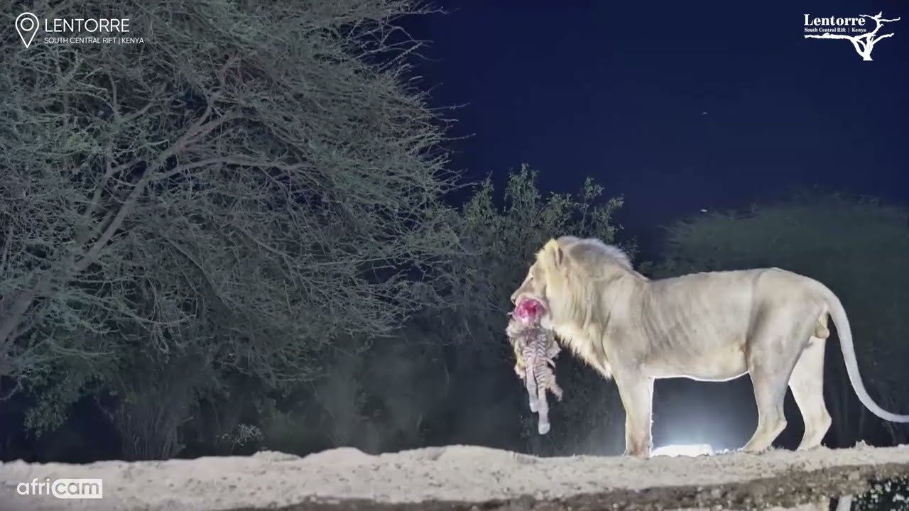 Elephants vs. Lions… Who Drinks First?