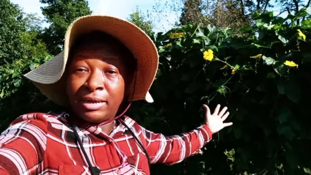 GROWING A 1 YEAR SUPPLY OF SPONGES ~ LUSH LUFFA LANE