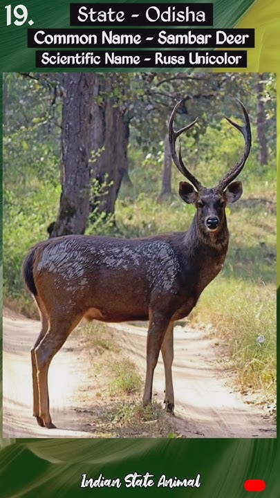 list-of-indian-state-animal-part-2-animals-of-28-states-with