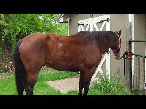 The Good and the Beautiful&rsquo;s Mammals lesson 3: Odd-Toed Ungulates supplementary video.