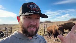 Bison Behavior When New Animals Arrive!