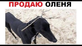 Лютые приколы. Продаю ОЛЕНЯ аутиста, иногда он гавкает. (удаленные видео)