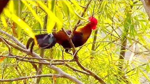 ไก่ป่า-Red junglefowl 2011  1/4