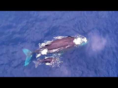【ドローン空撮】沖縄 慶良間諸島のクジラを空撮