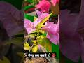 Bougainvillea #rose #bogainvilla #dahlia 🌸#flowers #music #music #youtubeshorts #funny #nature