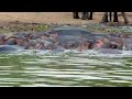 Sleeping Giants of the Nile | Hippos Resting in Uganda’s Kazinga Channel