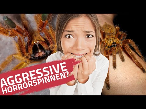 Aggressive Spinnen -