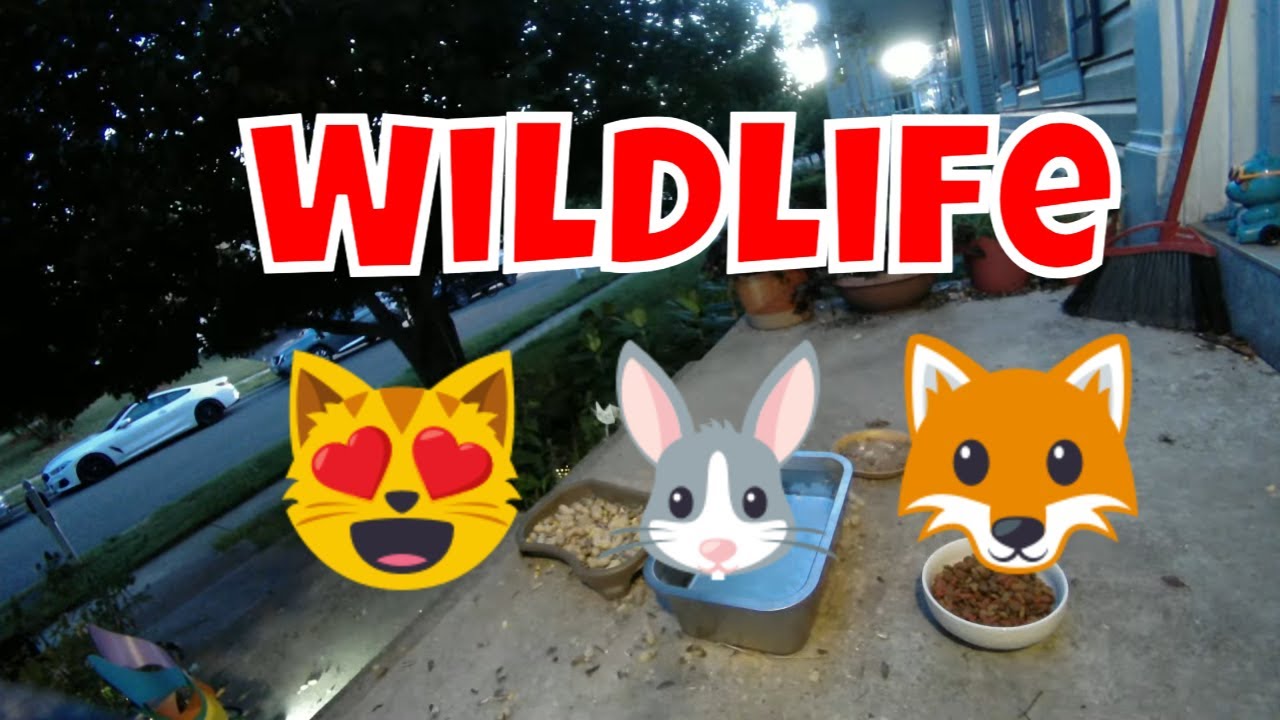 Live Wildlife Camera And Stray Cat Cam Monday! 🦌😻🐦🦊 - YouTube