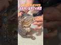 【猫TOP5】おもろい猫育ての瞬間www かわいさで悶絶する準備できてる？🐱 #shorts