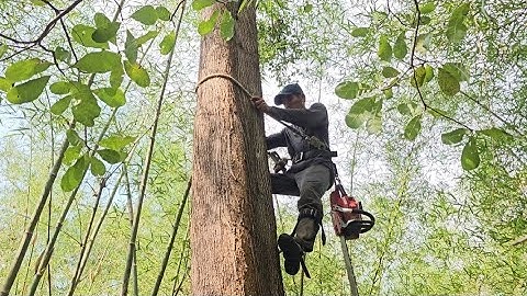 Cưa cây  tràm  bông  vàng  to ,Cho chị  gái . Cưa  cây  kỷ thuật  cao