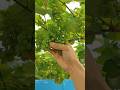 como cultivar uvas em casa #jardim #espaçoparacultivar #jardinagem #cultivaremcasa