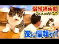 【保護猫活動】サンシャイン池崎と新入りネコ佐吉との間に信頼が生まれ始めました