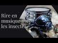 Capture de la vidéo Rire En Musique Avec Les Insectes