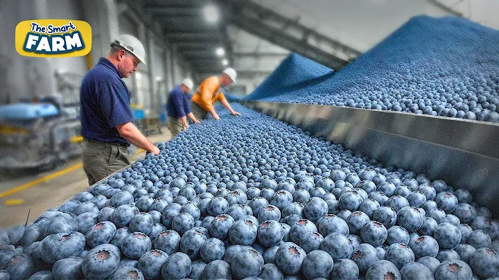 Blueberries MEGA FACTORY: Processing Thousands of Blueberries with AI - DayDayNews