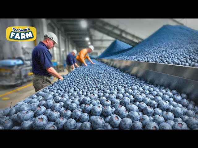 Blueberries MEGA FACTORY: Processing Thousands of Blueberries with AI class=