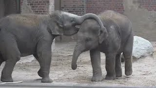 cute elephant video,baby elephant funny videos,elephant short video,zoo short video 4k,zoo baby anim