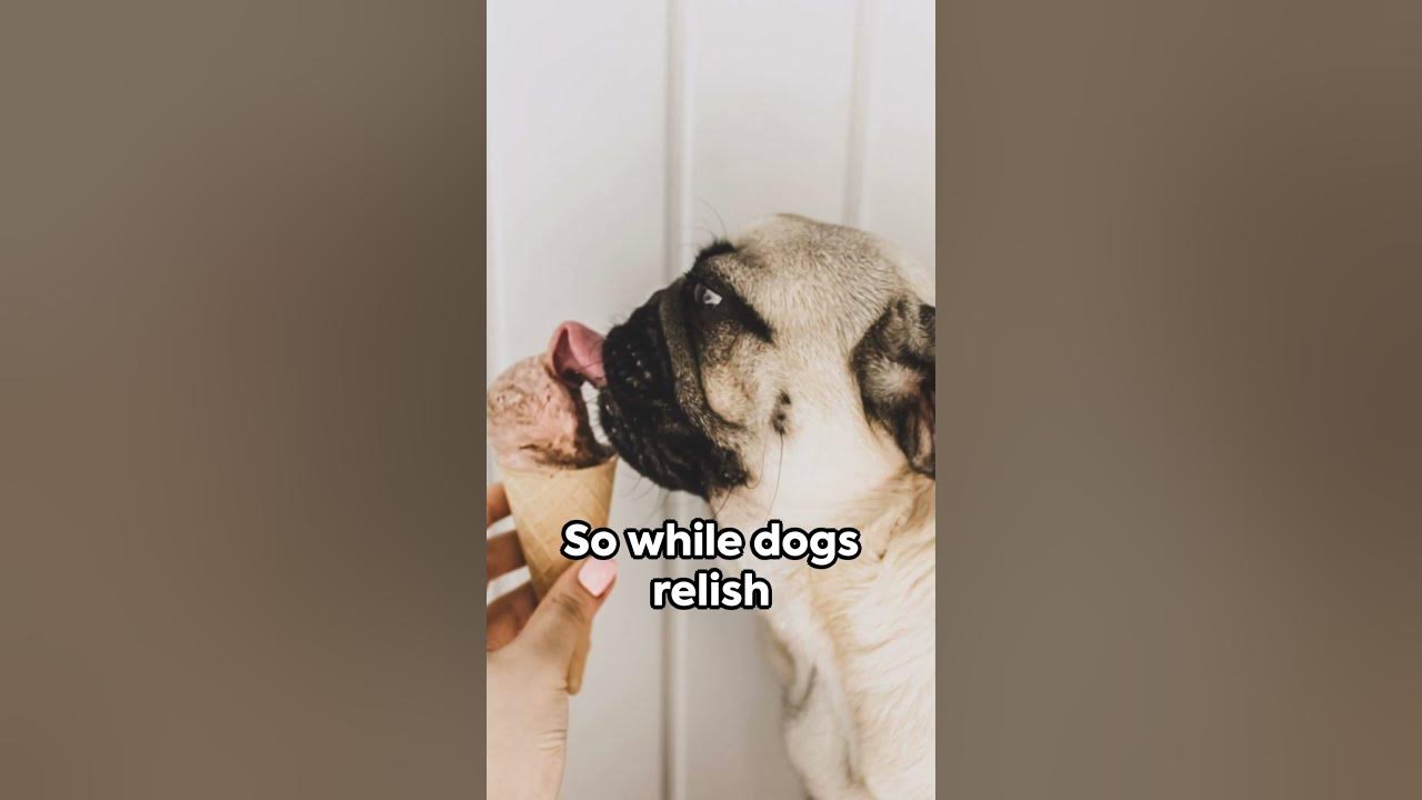 Why Don't Cats Like Sweets? nature animals cats pets facts 