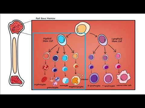 Video: Leukemia Dan Anemia: Apa Pautan?