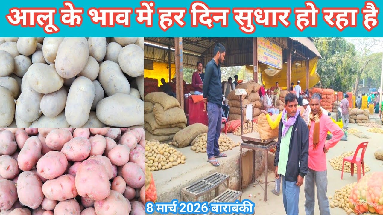 March 8, 2026 Barabanki UP 🥰 आलू के भाव में हर दिन सुधार हो रहा है 🥔 Aaj ka aalu ka bhav 🥔 potato 