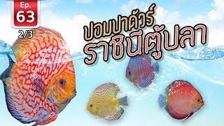 ปอมปาดัวร์ (Discus) ราชินีตู้ปลา - เพื่อนรักสัตว์เอ้ย EP 63 [2/3]