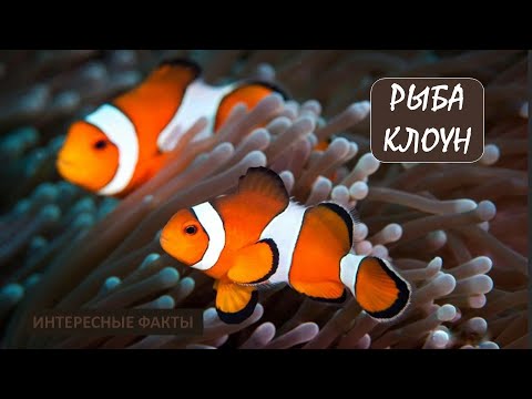 РЫБА КЛОУН🐟/Животные life/Рыбы/Животные/Интересные факты